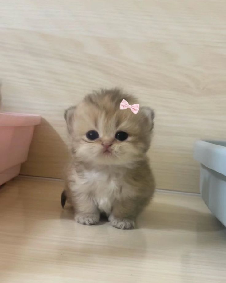 Cute kitten with bow
