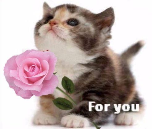 Kitten with rose