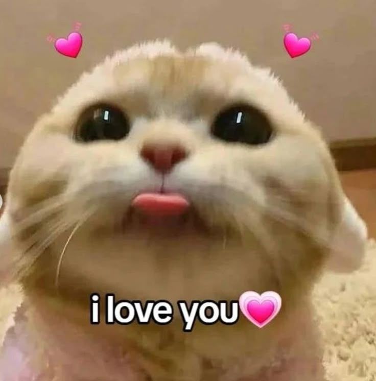 Kitten I love you meme