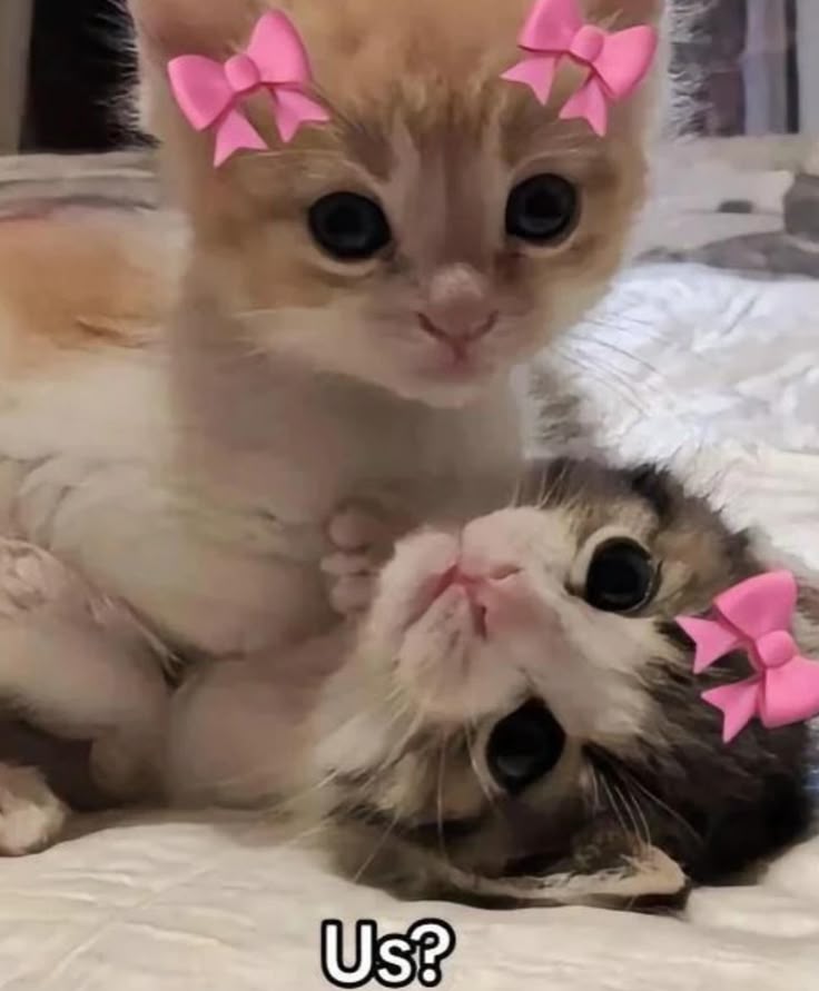 Kittens with bows